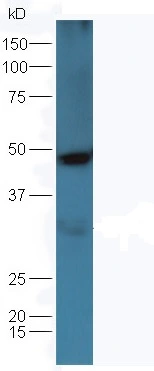 WB analysis of mouse kidney tissue lysate using GTX50974 Osteopontin antibody. Dilution : 1:300