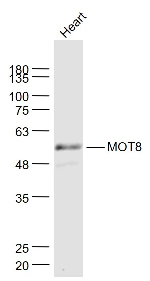 WB analysis of mouse heart lysate using GTX51095 MCT8 antibody. Dilution : 1:1000