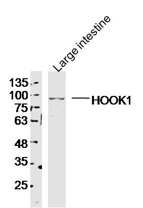 WB analysis of mouse colon tissue lysate using GTX51281 HOOK1 antibody. Dilution : 1:300
