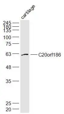 WB analysis of mouse cartilage tissue lysate using GTX51455 C20orf186 antibody. Dilution : 1:1000