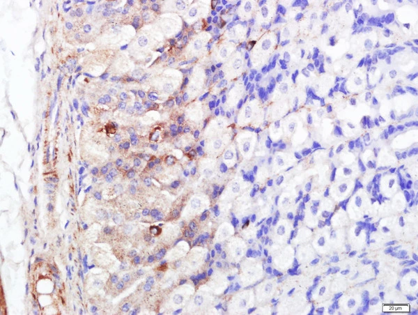 IHC-P analysis of mouse stomach tissue using GTX51535 FABP5 antibody. Antigen retrieval : Boiling in sodium citrate buffer (pH6) for 15min Dilution : 1:400