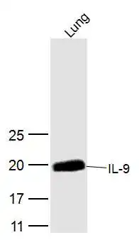 WB analysis of mouse lung tissue lysate using GTX51537 IL9 antibody. Dilution : 1:300