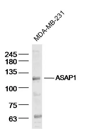 WB analysis of MDA-MB-231 cell lysate using GTX51586 ASAP1 antibody. Dilution : 1:300