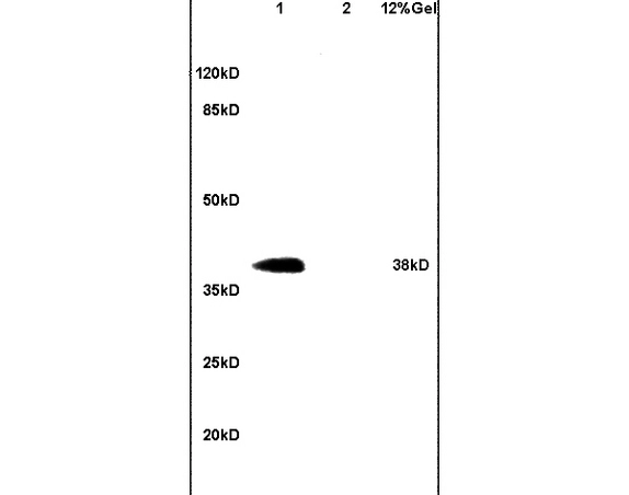 WB analysis of various samples using GTX51675 DNAJB4 antibody. Dilution : 1:200 Lane 1 : mouse heart lysates Lane 2 : mouse brain lysates