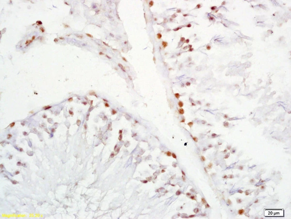 IHC-P analysis of rat testis tissue using GTX51780 XAGE2 antibody. Dilution : 1:200