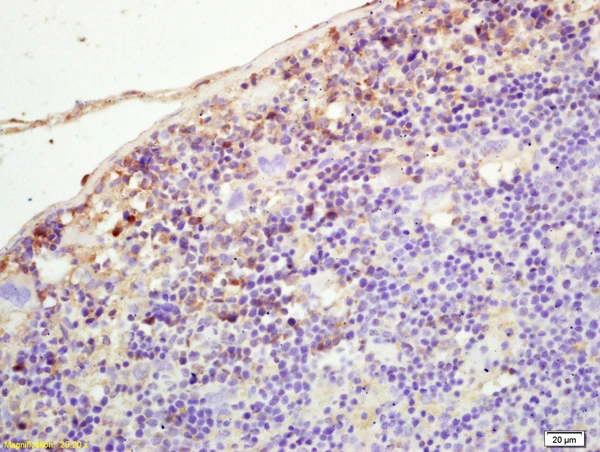 IHC-P analysis of mouse spleen tissue using GTX51868 PLEKHM2 antibody. Dilution : 1:200