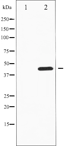Western blot analysis of MKP-1/2 phosphorylation expression in heatshockK562 whole cell lysates,The lane on the left is treated with the antigen-specific peptide.