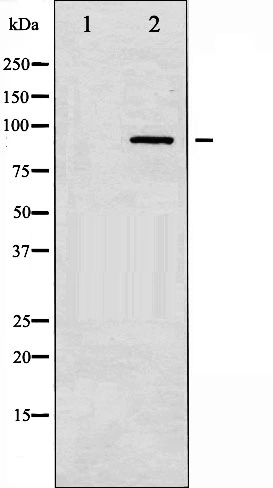 Western blot analysis of PKC-pan expression in NIH-3T3 whole cell lysates,The lane on the left is treated with the antigen-specific peptide. Western blot analysis of PKC-pan expression in NIH-3T3 whole cell lysates,The lane on the left is treated with the antigen-specific peptide.