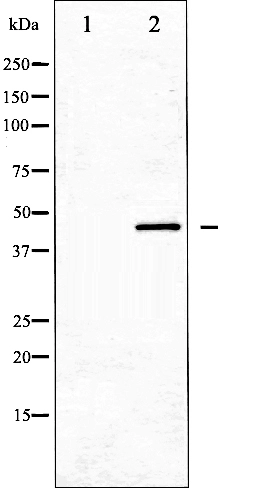 Western blot analysis of MKP-1/2 expression in Jurkat whole cell lysates,The lane on the left is treated with the antigen-specific peptide.