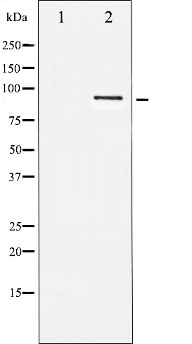 Western blot analysis of STAT5B expression in RAW264.7 whole cell lysates,The lane on the left is treated with the antigen-specific peptide. Western blot analysis of STAT5B expression in RAW264.7 whole cell lysates,The lane on the left is treated with the antigen-specific peptide.