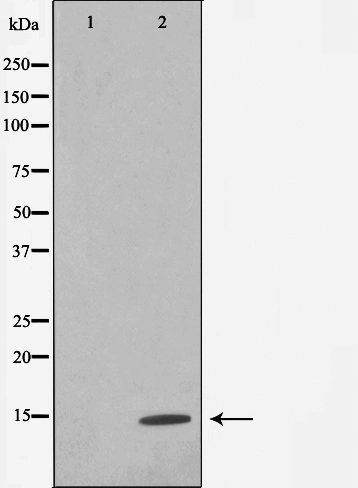 Western blot analysis of Histone H4 expression in TSA treated COS7 whole cell lysates,The lane on the left is treated with the antigen-specific peptide.