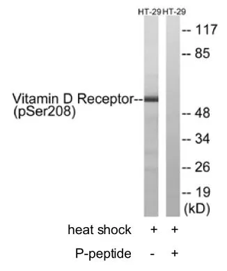WB analysis of HT-29 cells treated with heat shock lysate using GTX52380 Vitamin D Receptor (phospho Ser208) antibody.