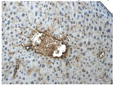 IHC-P analysis of mouse liver section from LPS exposed animal using c-Kit antibody [9D2] at 1:100 dilution.