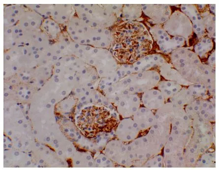 IHC-P analysis of Bouins solution fixed mouse kidney section using GTX53121 CD105 antibody [6J9].
