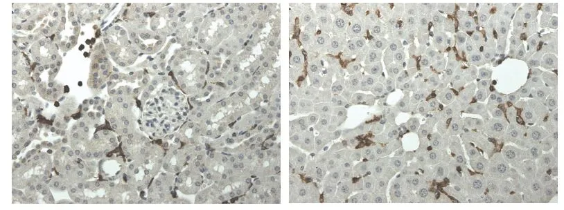 IHC-P analysis of kidney and liver tissue sections from LPS exposed mouse using GTX53147 CD45 antibody [5C16].