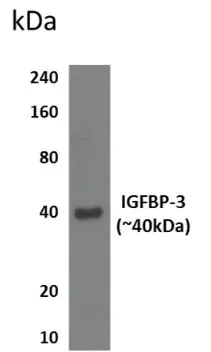 WB analysis of mouse placental tissue using GTX53186 IGFBP3 antibody [11B16].