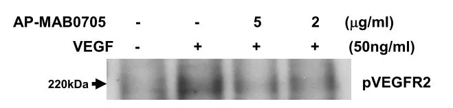 Mouse endothelial cells were stimulated with mouse VEGF for 20 mins in the absence or presence of VEGF antibody [MAB0705] with indicated concentration. The level of p-VEGFR2 was detected using VEGFR2 (phospho) antibody.
