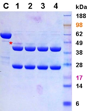 A 68 kDa GST-fusion protein (C) at 1 mg/ml is incubated with Turbo3C (HRV3C) Protease (*) at a ratio of (1) 1:50, (2) 1:100, (3) 1:200, (4) 1:400 (w/w) in a buffer of 25 mM Tris-HCl, pH8.0, 150 mM NaCl, 14 mM b-mercaptoethanol at 4oC for 16 hours. The cleaved products are 42 kDa and 26 kDa