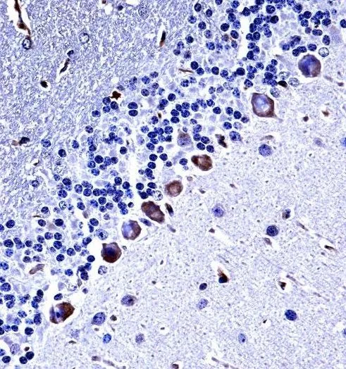 IHC-P analysis of mouse cerebellum tissue using GTX53489 Casein Kinase I gamma 3 antibody.