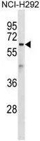 WB analysis of NCI-H292 cell lysate (35ug/lane) using GTX53498 ATL1 antibody. WB analysis of NCI-H292 cell lysate (35ug/lane) using GTX53498 ATL1 antibody.