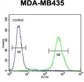 FACS analysis of MDA-MB435 cells using GTX53538 Exonuclease 5 antibody. Green : primary antibody Blue : negative control