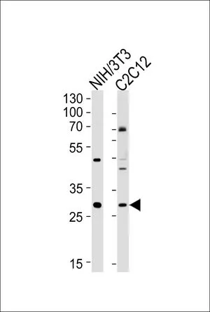 WB analysis of NIH3T3, C2C12 cell lysate using GTX53564 Hoxc9 antibody. Loading : 35ug per lane Dilution : 1:1000 WB analysis of NIH3T3, C2C12 cell lysate using GTX53564 Hoxc9 antibody. Loading : 35ug per lane Dilution : 1:1000