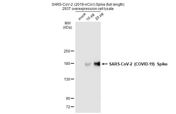 Non-transfected and transfected 293T whole cell extracts were separated by 5% SDS-PAGE, and the membrane was blotted with SARS-CoV-2 (COVID-19) Spike antibody (GTX135356) diluted at 1:5000. The HRP-conjugated anti-rabbit IgG antibody (GTX213110-01) was used to detect the primary antibody.