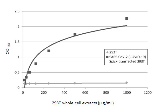 Sandwich ELISA detection of non-transfected (GTX535673) and SARS-CoV-2 spike (full length) transfected (GTX535664) 293T whole cell extracts using SARS-CoV-2 (COVID-19) Spike S1 antibody [GT263] (GTX635708) as capture antibody at concentration of 5 microg/mL and SARS-CoV-2 (COVID-19) Spike S1 antibody [HL263] (GTX635672) as detection antibody at concentration of 1 microg/mL. Rabbit IgG antibody (HRP) (GTX213110-01) was diluted at 1:10000 and used to detect the primary antibody.