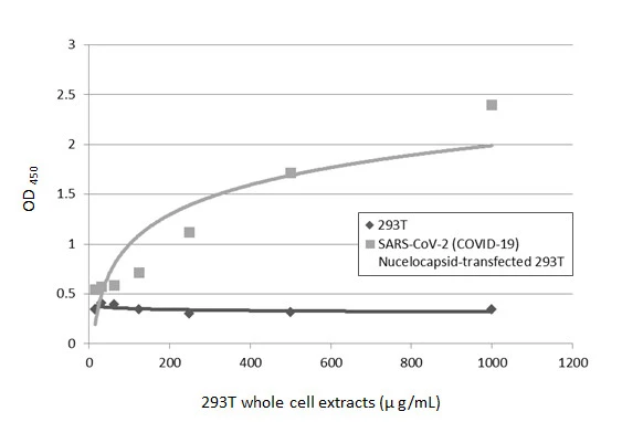 Sandwich ELISA detection of non-transfected (GTX535673) and SARS-CoV-2 nucleocapsid (full length) transfected (GTX535665) 293T whole cell extracts using SARS-CoV / SARS-CoV-2 (COVID-19) nucleocapsid antibody [6H3] (GTX632269) as capture antibody at concentration of 5 microg/mL and SARS-CoV-2 (COVID-19) nucleocapsid antibody (GTX135357) as detection antibody at concentration of 1 microg/mL. Rabbit IgG antibody (HRP) (GTX213110-01) was diluted at 1:10000 and used to detect the primary antibody.