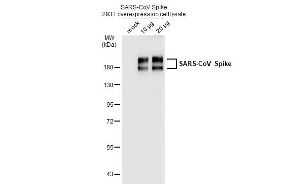 Non-transfected and transfected 293T whole cell extracts were separated by 7.5% SDS-PAGE, and the membrane was blotted with SARS-CoV Spike (Sdelta3) antibody [7G12] (GTX632603) diluted at 1:2000. The HRP-conjugated anti-mouse IgG antibody (GTX213111-01) was used to detect the primary antibody.