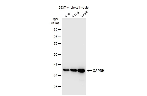 293T whole cell extracts were separated by 10% SDS-PAGE, and the membrane was blotted with GAPDH antibody (GTX135012) diluted at 1:10000. The HRP-conjugated anti-rabbit IgG antibody (GTX213110-01) was used to detect the primary antibody.
