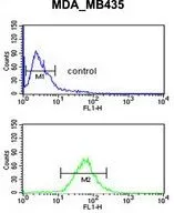 WB analysis of MDA-MB435 cell lysate (35ug/lane) using GTX53607 GNRH2 antibody.