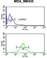 FACS analysis of MDA-MB435 cells using GTX53607 GNRH2 antibody. Top histogram : negative control Bottom histogram : MDA-MB435 cells