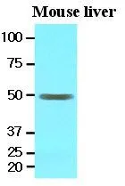 WB analysis of mouse liver lysate (30ug) using EPHX1 antibody at a dilution of 1:1,000. WB analysis of mouse liver lysate (30ug) using EPHX1 antibody at a dilution of 1:1,000.