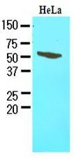 WB analysis of HeLa lysate (40ug) using FkBP4 antibody at a dilution of 1:1,000.