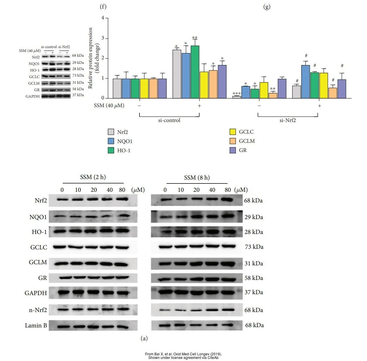 The data was published in the journal Oxid Med Cell Longev in 2019. PMID: 31534619