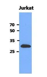 WB analysis of Jurkat lysate (40ug) using MEMO1 antibody at a dilution of 1:3,000. WB analysis of Jurkat lysate (40ug) using MEMO1 antibody at a dilution of 1:3,000.