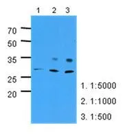 WB analysis of HepG2 lysate (40ug) using PNPO at the indicated dilutions. WB analysis of HepG2 lysate (40ug) using PNPO at the indicated dilutions.