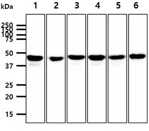 PPM1A antibody detects PPM1A protein by western blot analysis. 1. 40 microg Jurkat cell lysate 2. 40 microg HeLa cell lysate 3. 40 microg K562 cell lysate 4. 40 microg MCF7 cell lysate 5. 40 microg A549 cell lysate 6. 40 microg Raji cell lysate PPM1A antibody (GTX53766) dilution: 1:1000