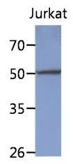 WB analysis of Jurkat lysate (40ug) using Fem-2 antibody [AT6D11] at a dilution of 1:1,000.