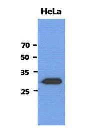 WB analysis of HeLa lysate (40ug) using SBDS antibody at a dilution of 1:3,000. WB analysis of HeLa lysate (40ug) using SBDS antibody at a dilution of 1:3,000.