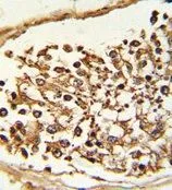 IHC-P analysis of human testis tissue using GTX53804 KDM4B antibody.