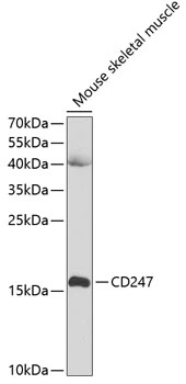 WB analysis of mouse skeletal muscle tissue lysate using GTX53919 CD3 zeta antibody. Dilution : 1:1000 Loading : 25microg per lane WB analysis of mouse skeletal muscle tissue lysate using GTX53919 CD3 zeta antibody. Dilution : 1:1000 Loading : 25microg per lane
