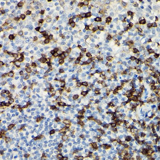 IHC-P analysis of human tonsil tissue using GTX53919 CD3 zeta antibody. Dilution : 1:100