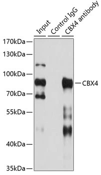 IP analysis of HepG2 cell lysate using GTX53928 CBX4 antibody. Antibody amount : 1microg / 200microg lysate Dilution : 1:500 IP analysis of HepG2 cell lysate using GTX53928 CBX4 antibody. Antibody amount : 1microg / 200microg lysate Dilution : 1:500