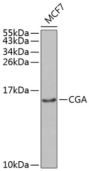 WB analysis of MCF7 cell lysate using GTX53936 hCG alpha antibody. Dilution : 1:1000 Loading : 25microg per lane