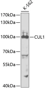 WB analysis of K562 cell lysate using GTX53945 Cullin 1 antibody. Dilution : 1:1000 Loading : 25microg per lane WB analysis of K562 cell lysate using GTX53945 Cullin 1 antibody. Dilution : 1:1000 Loading : 25microg per lane