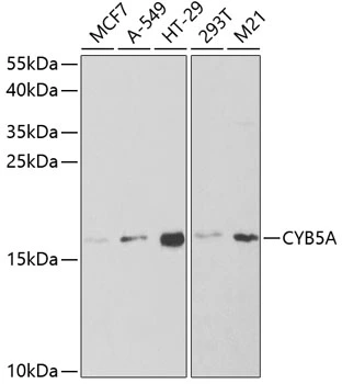 WB analysis of various sample lysates using GTX53959 Cytochrome b5 antibody. Dilution : 1:1000 Loading : 25microg per lane WB analysis of various sample lysates using GTX53959 Cytochrome b5 antibody. Dilution : 1:1000 Loading : 25microg per lane