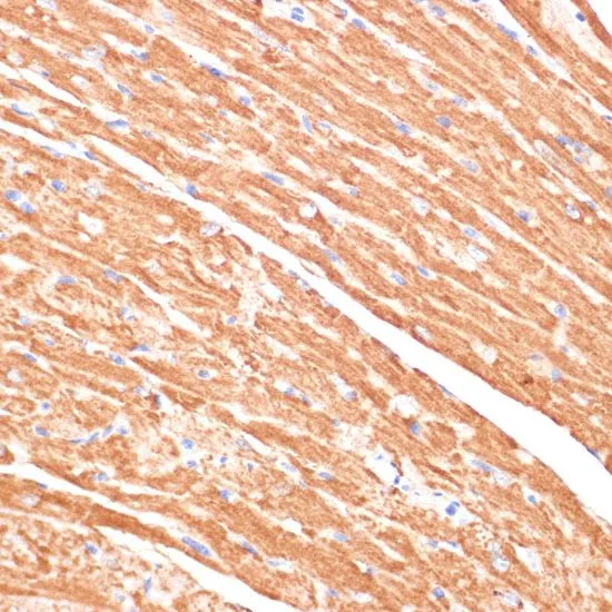 IHC-P analysis of mouse heart tissue using GTX53959 Cytochrome b5 antibody. Dilution : 1:100