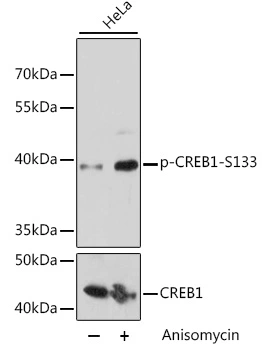 WB analysis of HeLa cell treated by Anisomycin (25 ug/mL) at 37oC for 30 minutes after serum-starvation overnight lysates using GTX53975 CREB (phospho Ser133) antibody. Loading : 25 microg per lane Dilution : 1:2000